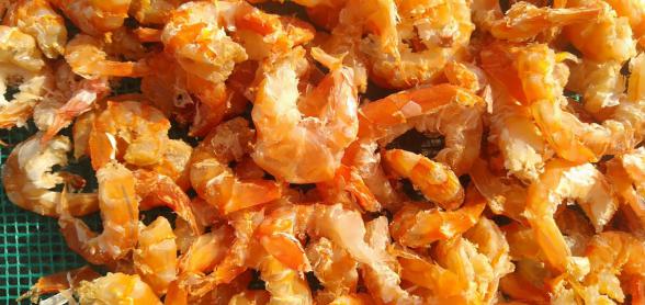 dried shrimp exporting countries in Asia