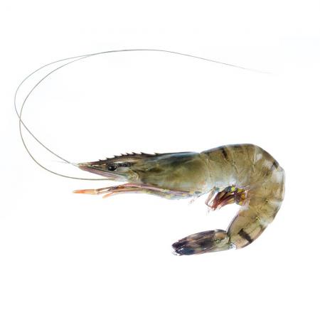 vannamei shrimp suppliers at bulk price