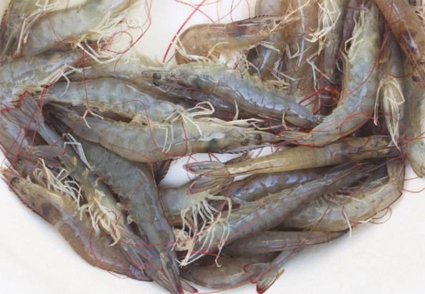 What is the scientific name of vannamei shrimp?