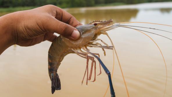 How much protein is in dry prawns?