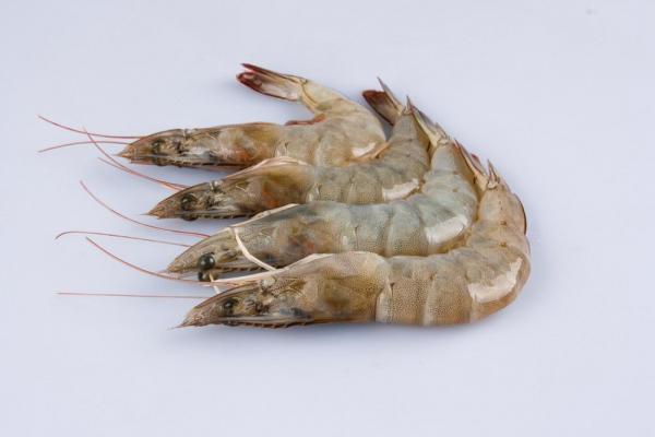 Wholesale Supplier of vannamei shrimp