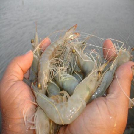 Vannamei white shrimp manufacturer in 2021