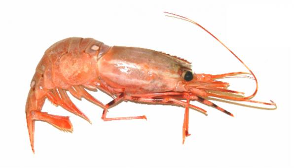 Sea shrimp for sale at best price