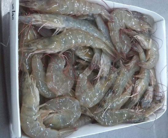 First rate vannamei shrimp Wholesale Supplier in 2021