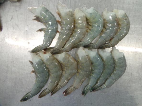 The specifications of vannamei shrimp