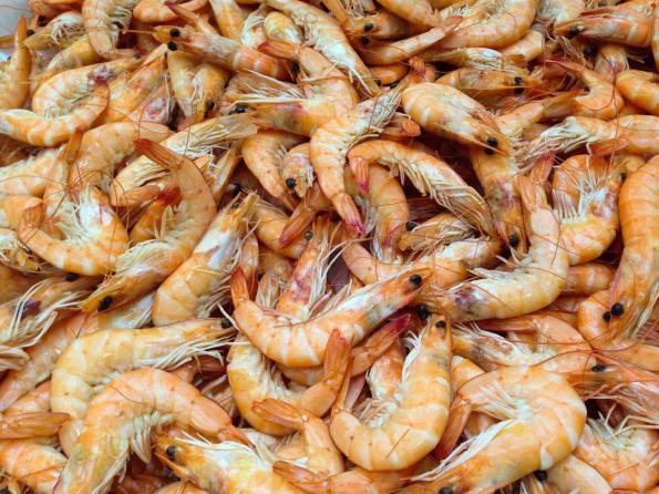 Cheap shrimp trade in 2021