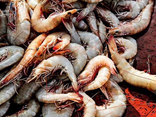 What is difference between prawns and shrimps?