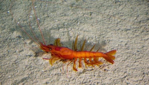 Purchase Sea shrimp at best price