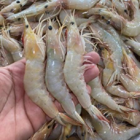 The best prawns Distribution centers