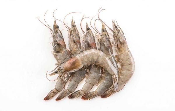 Main Suppliers of The best prawns