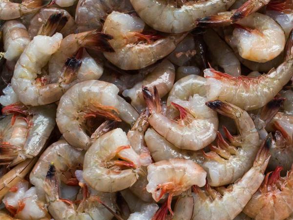 Can shrimp be freeze dried?