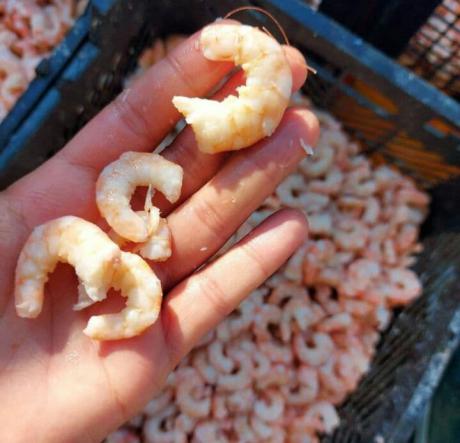 How Long Does Asian Dried Shrimp Last?
