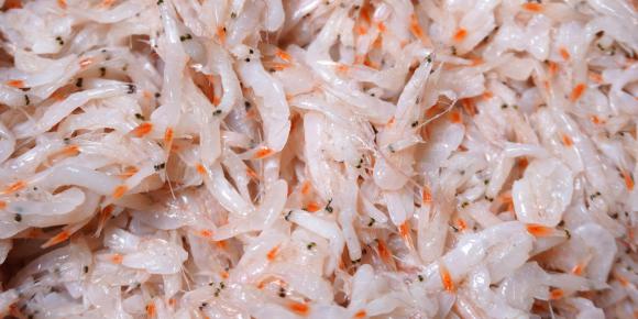 Does Dried Shrimp Taste Good?