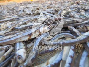Buying The Best Quality of Dried Anchovy Fish
