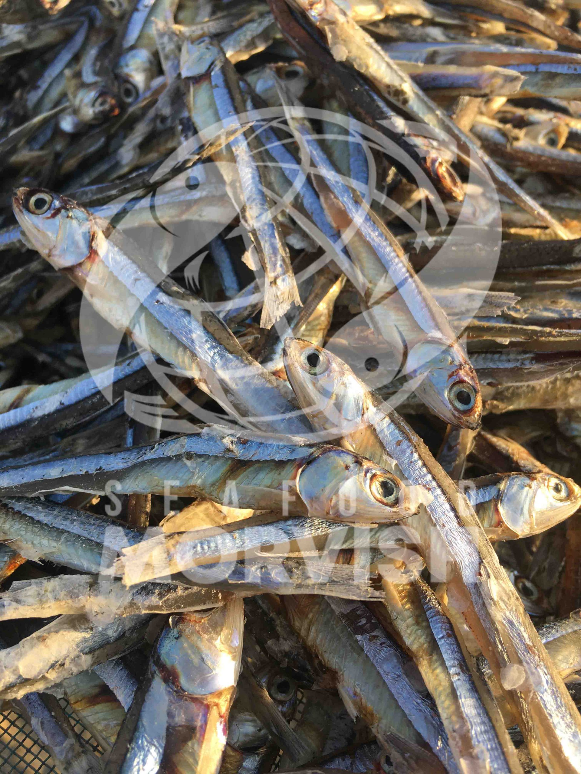 Introducing the best type of anchovy fish for export