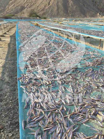Methods for producing the best dried anchovy fish 